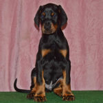 Barney-male-dobermann-puppy-for-sale-1 (1)