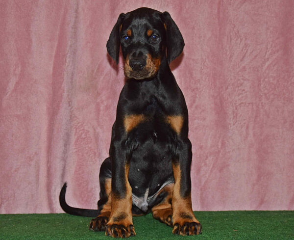 Barney Dobermann
