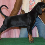 Barney-male-dobermann-puppy-for-sale-1 (2)