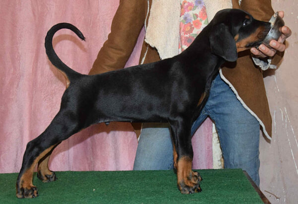 Barney Dobermann