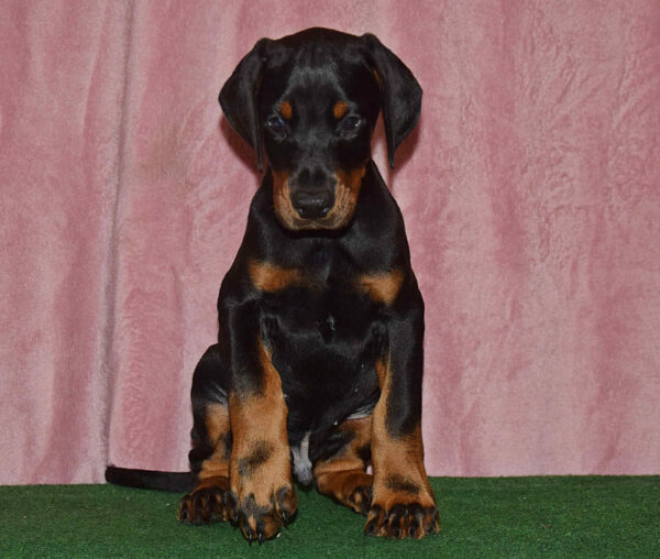 Barney Dobermann