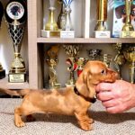 Basilio-male-miniature-dachsund-puppy-for-sale-1 (1)