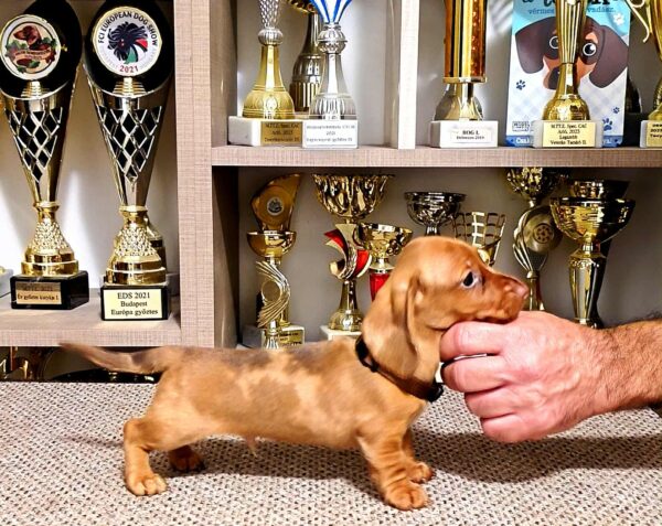 Basilio Miniature Dachshund