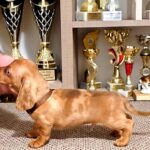 Basilio-male-miniature-dachsund-puppy-for-sale-1 (2)