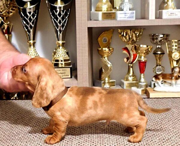 Basilio Miniature Dachshund