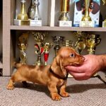 Basilio-male-miniature-dachsund-puppy-for-sale-1 (3)