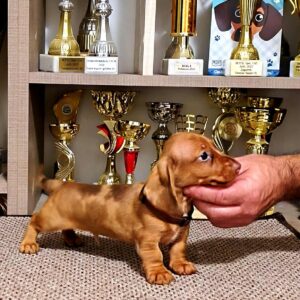 Basilio Miniature Dachshund