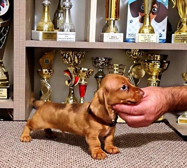 Basilio Miniature Dachshund