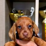 Basilio-male-miniature-dachsund-puppy-for-sale-1 (4)