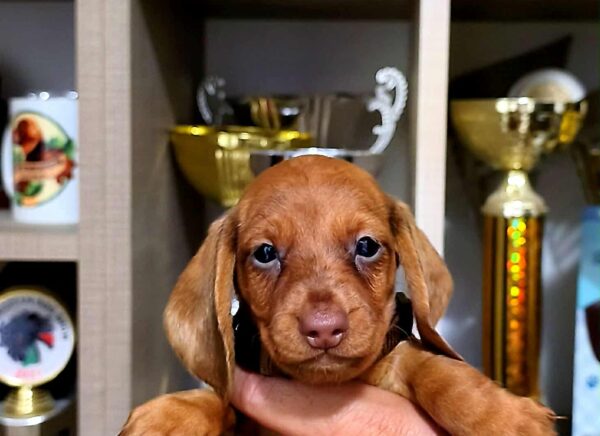 Basilio Miniature Dachshund