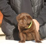Bator-male-labrador-retriever-puppy-for-sale-1 (1)