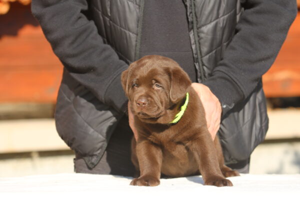 Bator Labrador Retriever Bator Labrador Retriever