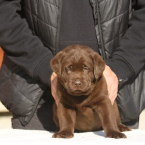 Bator Labrador Retriever