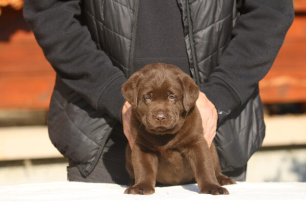 Bator Labrador Retriever Bator Labrador Retriever