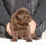 Bator-male-labrador-retriever-puppy-for-sale-1 (3)