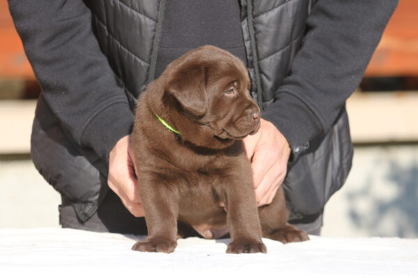 Bator Labrador Retriever Bator Labrador Retriever