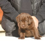 Bator-male-labrador-retriever-puppy-for-sale-1 (4)