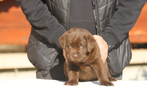 Bator Labrador Retriever Bator Labrador Retriever