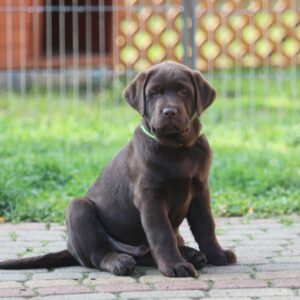 Bator Labrador Retriever