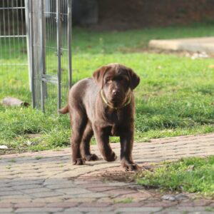 Bator Labrador Retriever