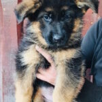 Bayda-female-german-shepherd-puppy-for-sale-1