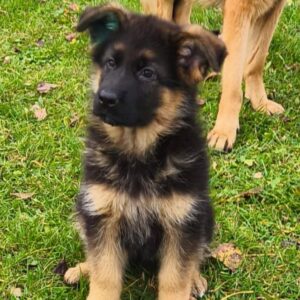 Bayda German Shepherd