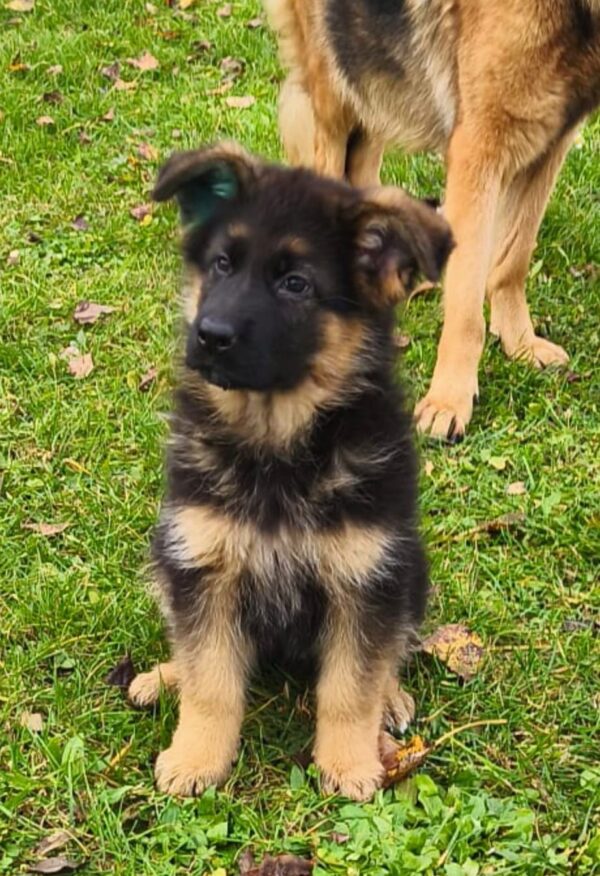 Bayda German Shepherd Bayda German Shepherd