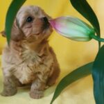 Becky-female-maltipoo-puppy-for-sale-1 (1)