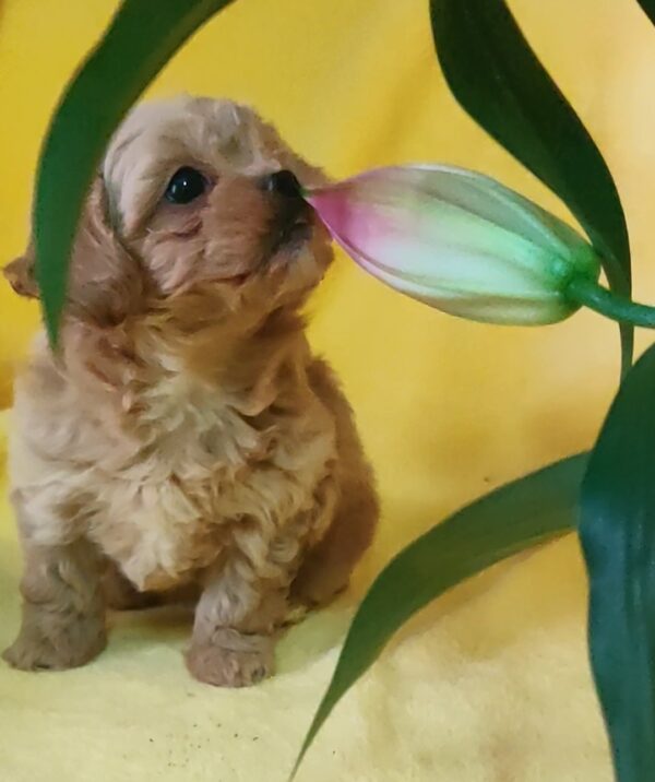 Becky Maltipoo Becky Maltipoo