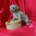 Becky-female-maltipoo-puppy-for-sale-1 (2)