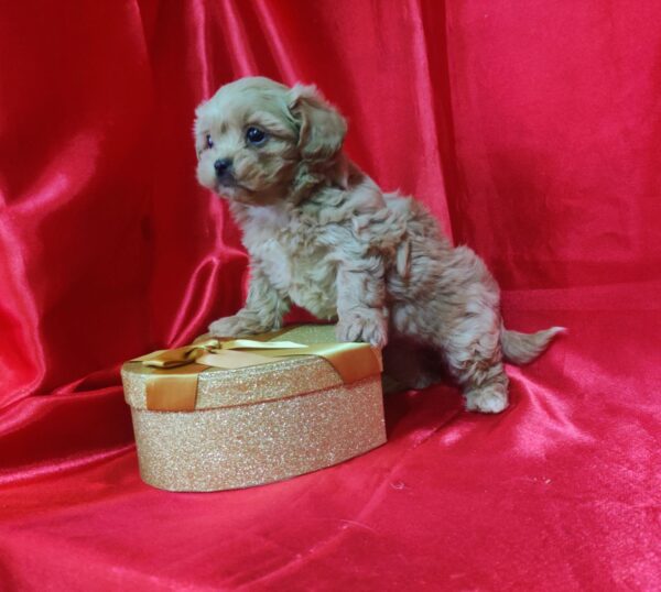 Becky Maltipoo Becky Maltipoo