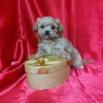 Becky-female-maltipoo-puppy-for-sale-1 (3)