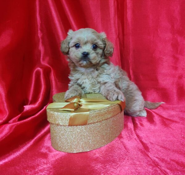 Becky Maltipoo Becky Maltipoo