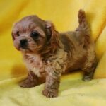 Becky-female-maltipoo-puppy-for-sale-1 (4)