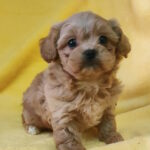 Becky-female-maltipoo-puppy-for-sale-1 (5)