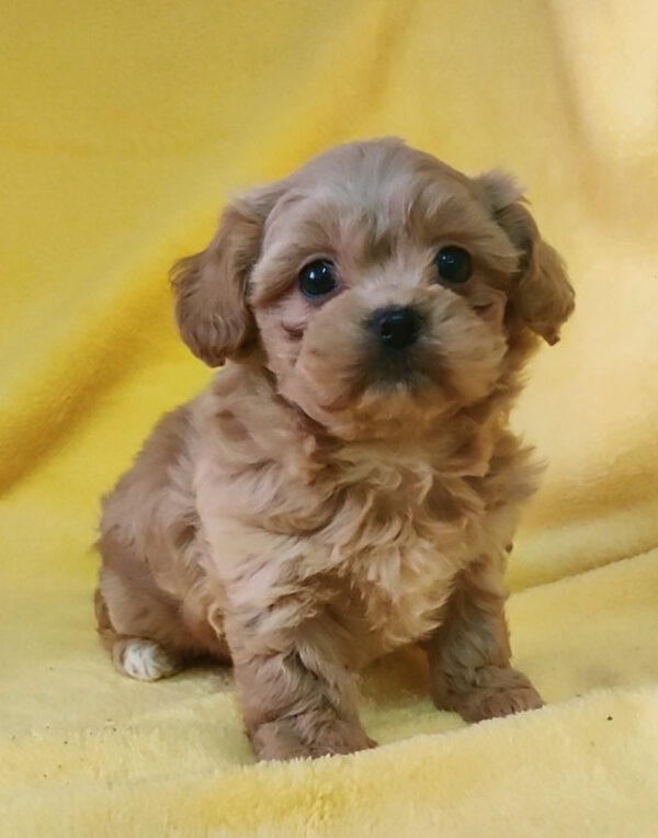 Becky Maltipoo Becky Maltipoo