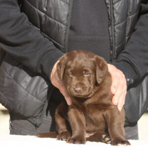 Bella Labrador Retriever