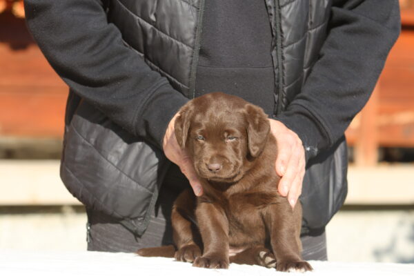 Bella Labrador Retriever