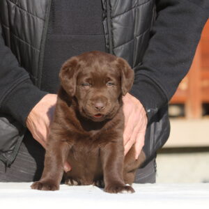 Bella Labrador Retriever