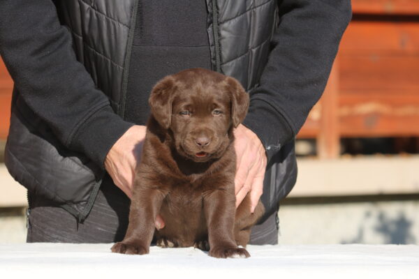 Bella Labrador Retriever