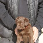 Bella-female-labrador-retriever-puppy-for-sale-1 (3)
