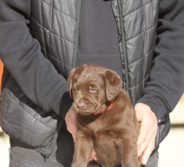 Bella Labrador Retriever
