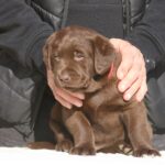 Bella-female-labrador-retriever-puppy-for-sale-1 (4)