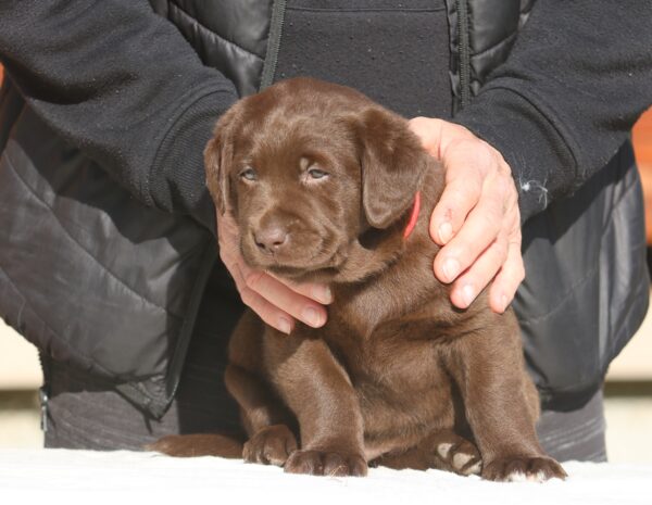 Bella Labrador Retriever