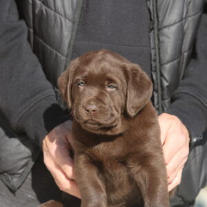 Bendeguz Labrador Retriever