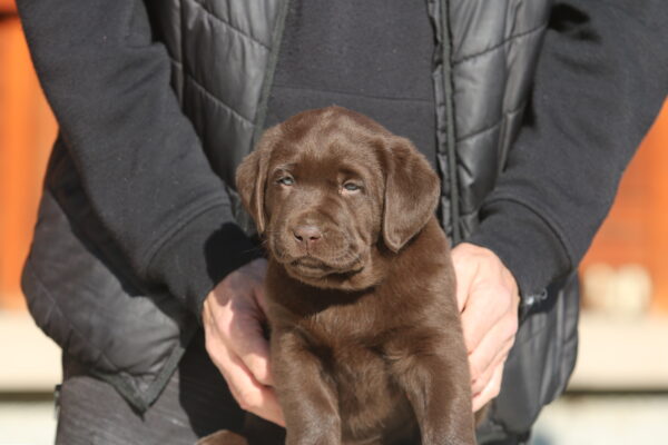 Bendeguz Labrador Retriever Bendeguz Labrador Retriever