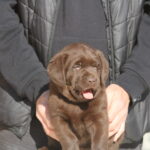 Bendeguz-male-labrador-retriever-puppy-for-sale-1 (2)