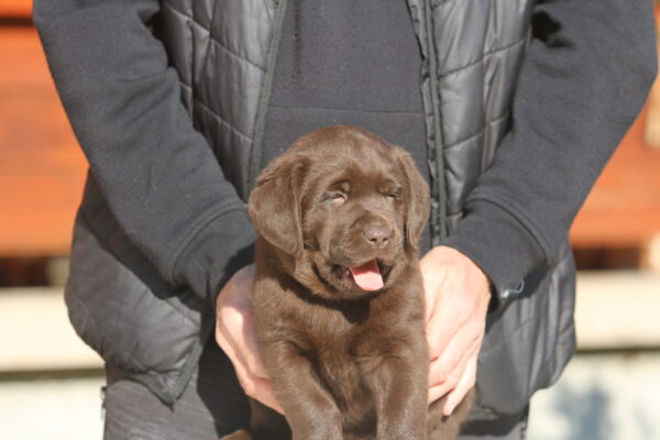 Bendeguz Labrador Retriever Bendeguz Labrador Retriever