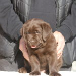 Bendeguz-male-labrador-retriever-puppy-for-sale-1 (3)