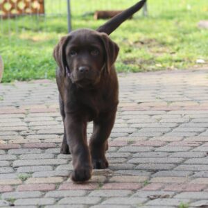 Bendeguz Labrador Retriever